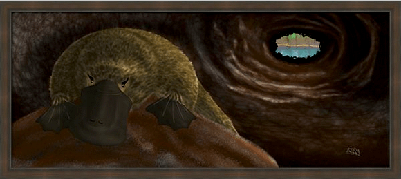 The Sleeping Duck-billed Platypus Painting this little guy was a treat for me. After much research, I discovered that there were practically no resources which showed the Platypus in its restful habitat, up close and personal. So it was a real adventure to create his environment with no visual reference.