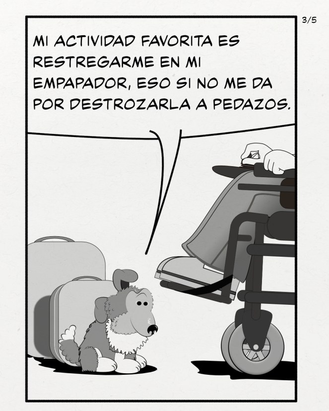 Viñeta 3 de 5 George, el cachorro sheltie, continúa diciendo: Mi actividad favorita es restregarme en mi empapador, eso si no me da por destrozarla a pedazos.