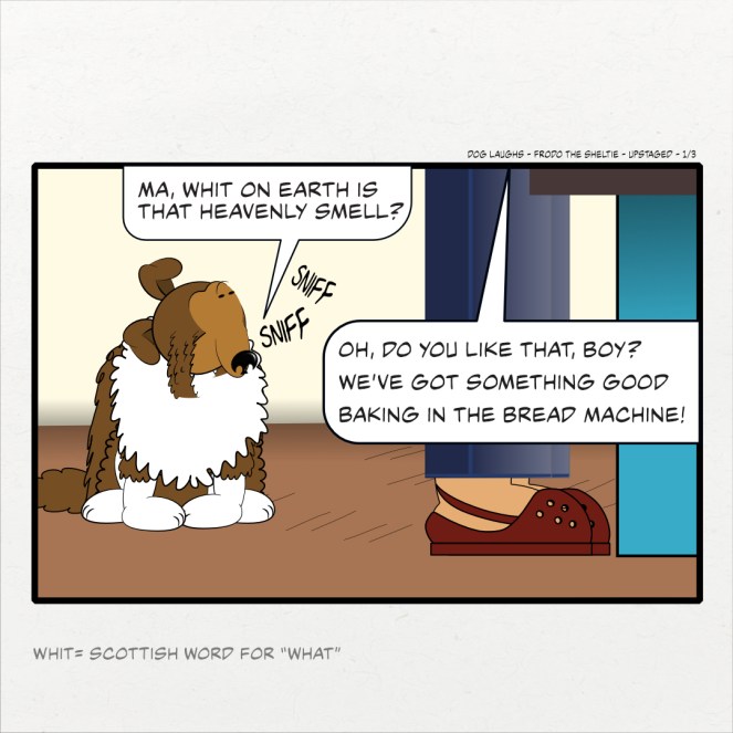 First panel of 3 from the comic strip Dog Laughs, featuring Frodo the Sheltie, titled Upstaged. Created by Gordon Bagshaw. In the panel, Frodo, a sheltie, is sitting behind his mum in the kitchen. His nose is stretched up, taking in the amazing aroma. He asks, in a thick Scottish accent, "Ma, what on earth is that heavenly smell?" Raquel, his mum, turns around and smiles. "Oh, do you like that, boy? We’ve got something good bakin' in the bread machine!"